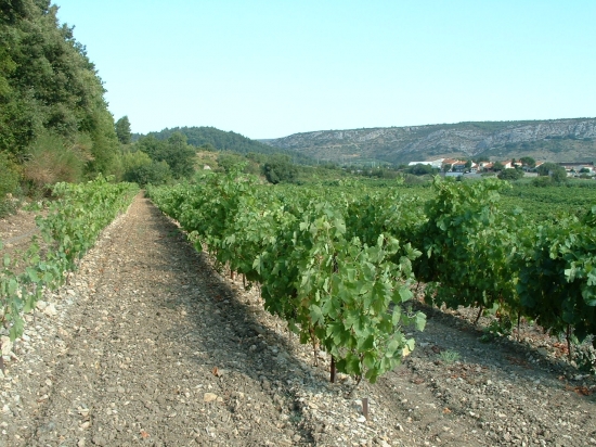 la syrah du priourat