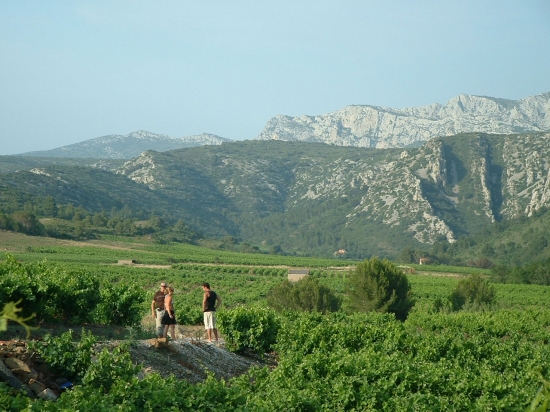 au milieu des vignes