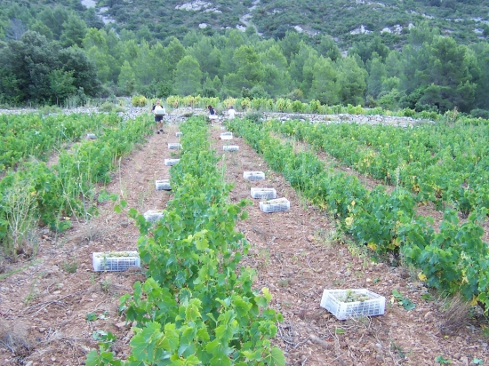 petites caisses a vendanges