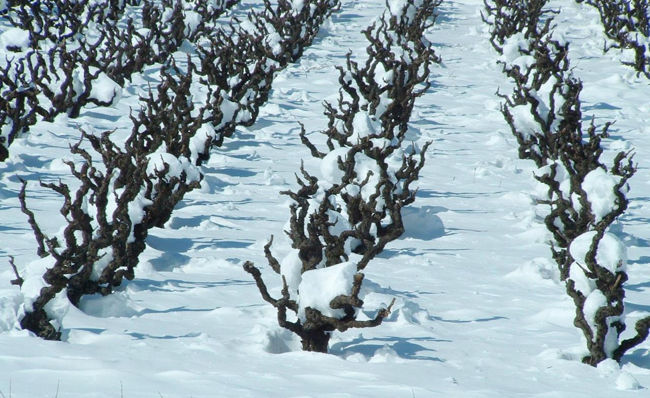 les vignes sous la neige