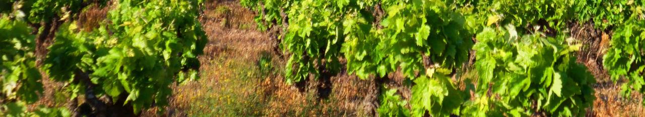 vigne roussillon