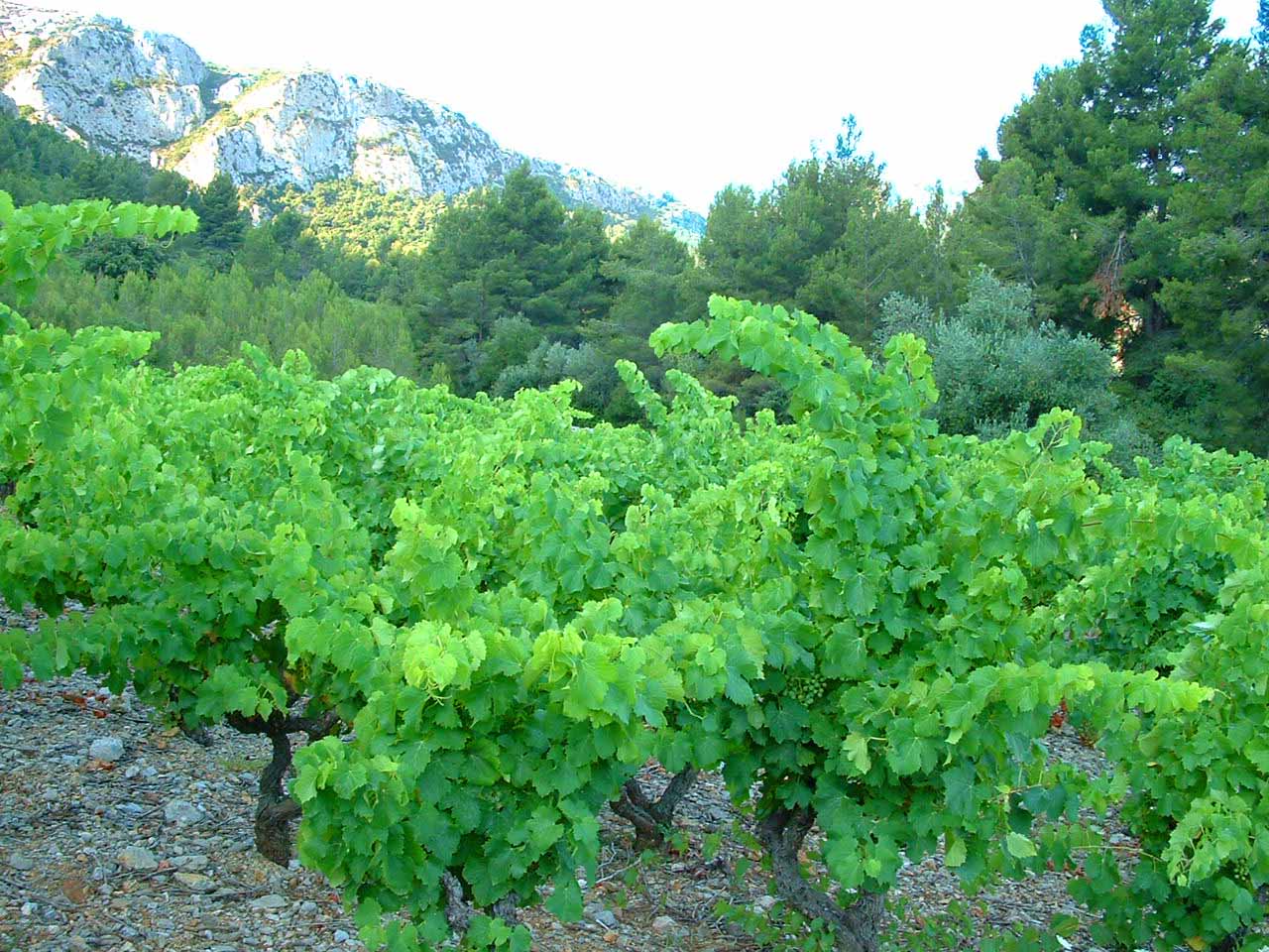 vignes muscat Tautavel