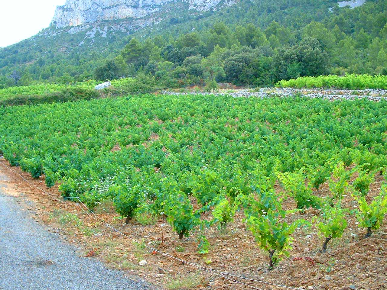 Vignes Tautavel