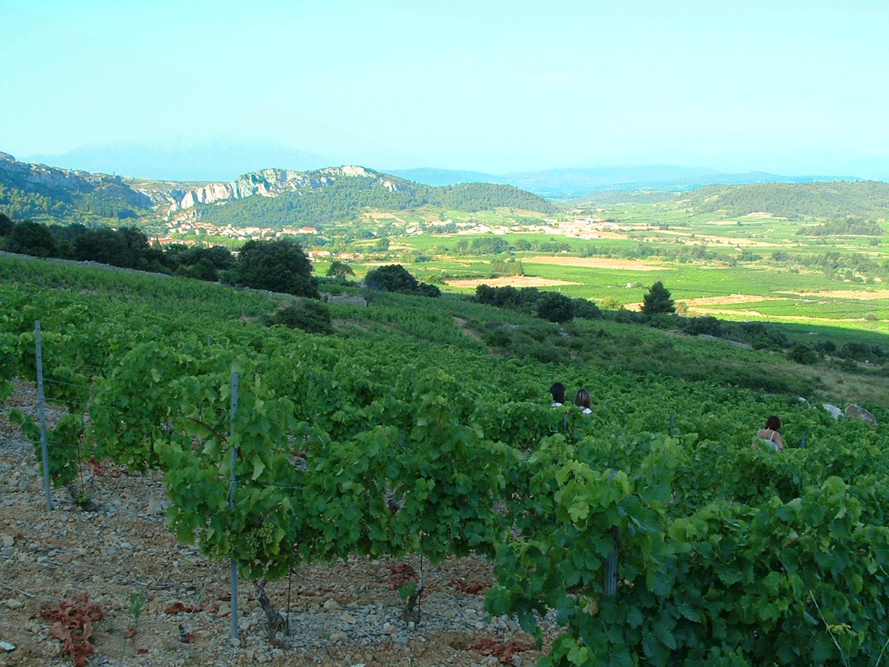 Vignes vue sur la vallée