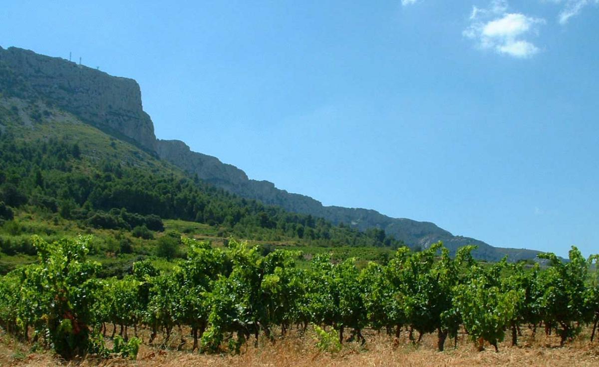 Vignes domaines vents du sud